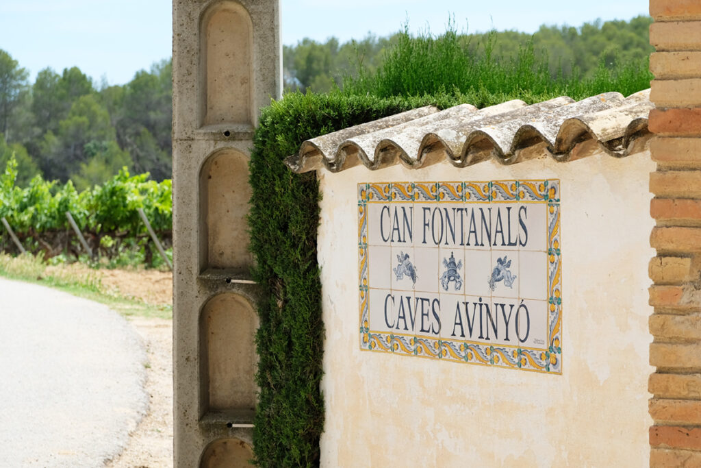 Avinyó: The Story of our Oldest Friends