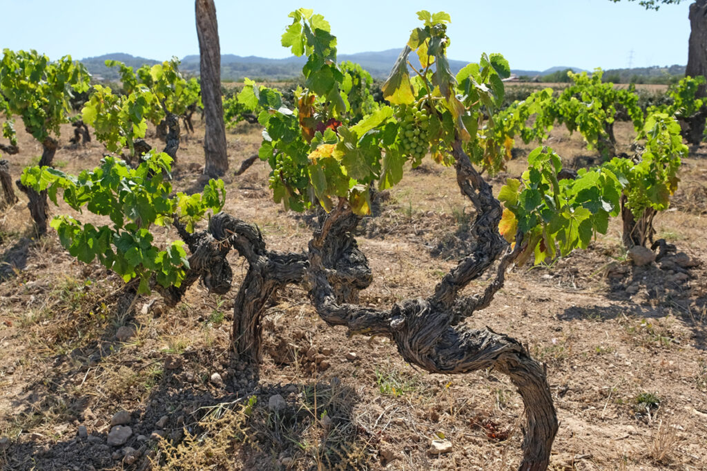 Mesquida Mora: ‘Mallorca in a Glass’